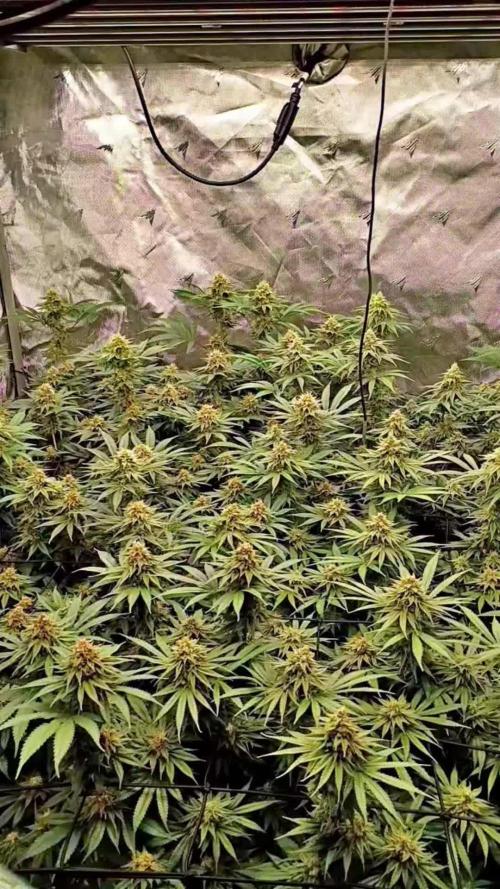 Paradise Pine(Paradise PunchxWTR)