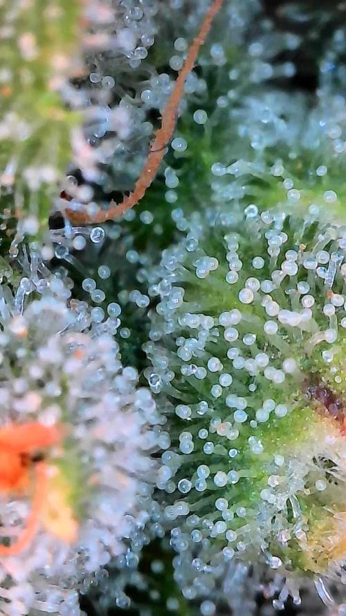 Paradise Pine(Paradise PunchxWTR). Week 13