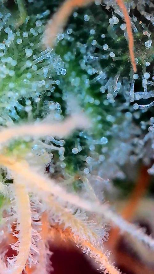 Paradise Pine(Paradise PunchxWTR). Week 13