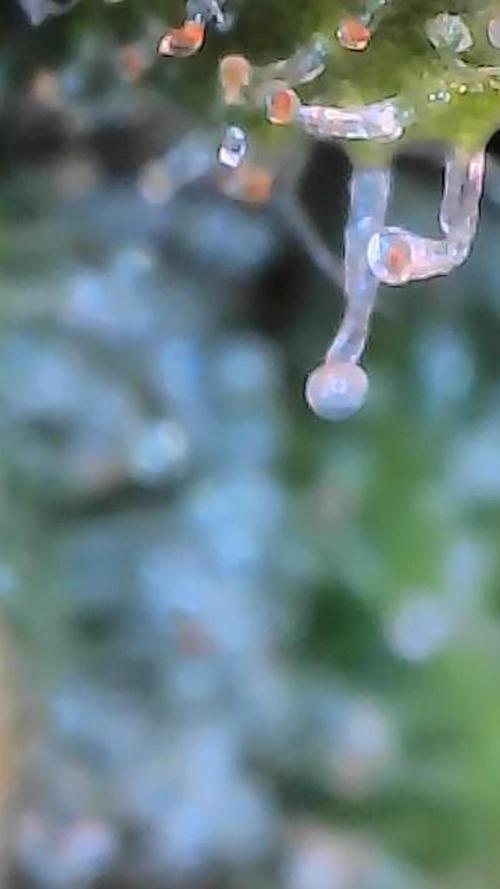 Paradise Pine(Paradise PunchxWTR). Week 13