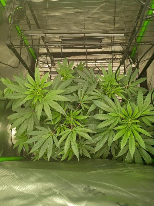 Paradise Pine Clones. Week 5