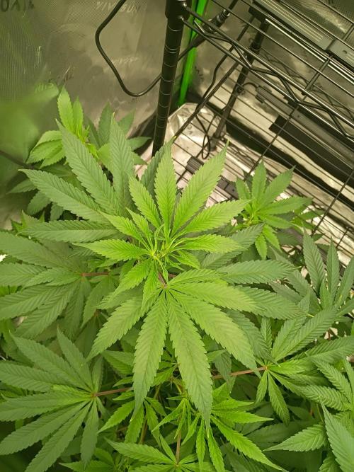 Paradise Pine Clones. Week 5