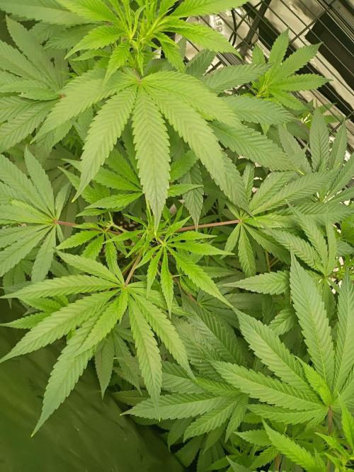 Paradise Pine Clones. Week 5