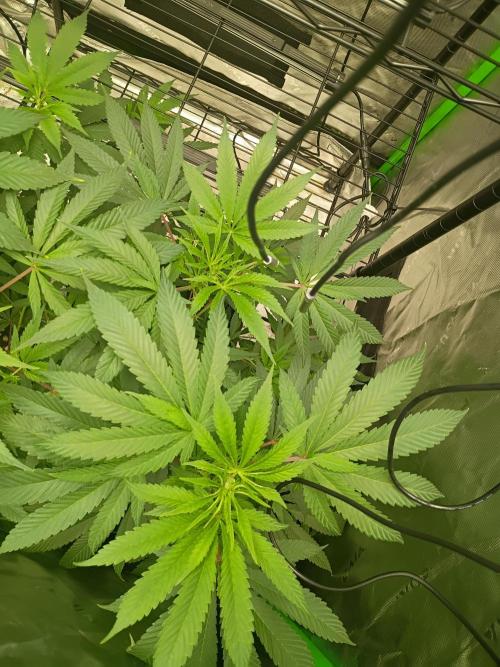 Paradise Pine Clones. Week 5