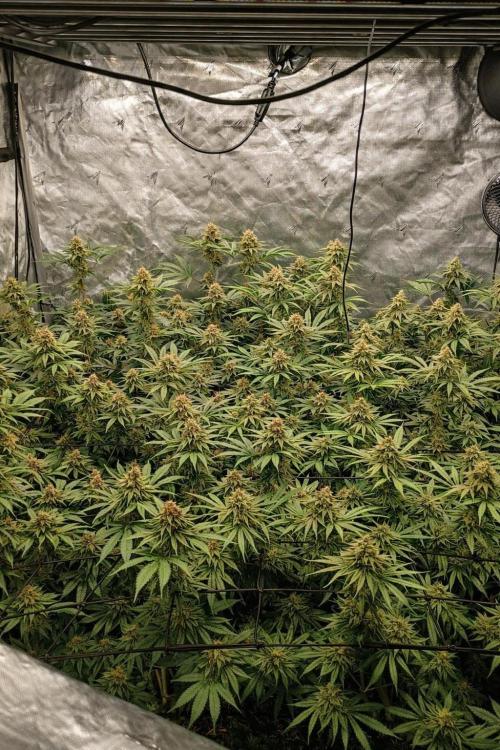 Paradise Pine(Paradise PunchxWTR). Week 13