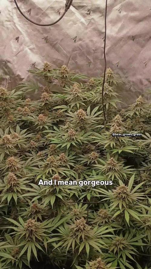 Paradise Pine(Paradise PunchxWTR)