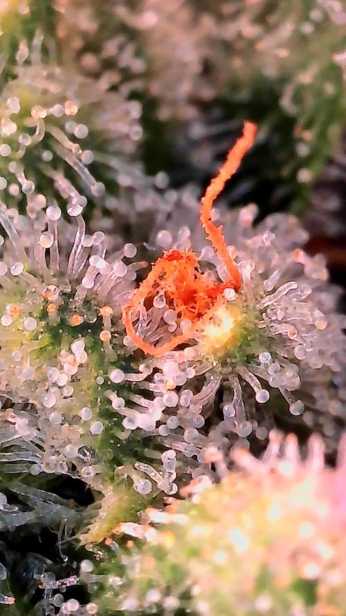Paradise Pine(Paradise PunchxWTR). Week 13
