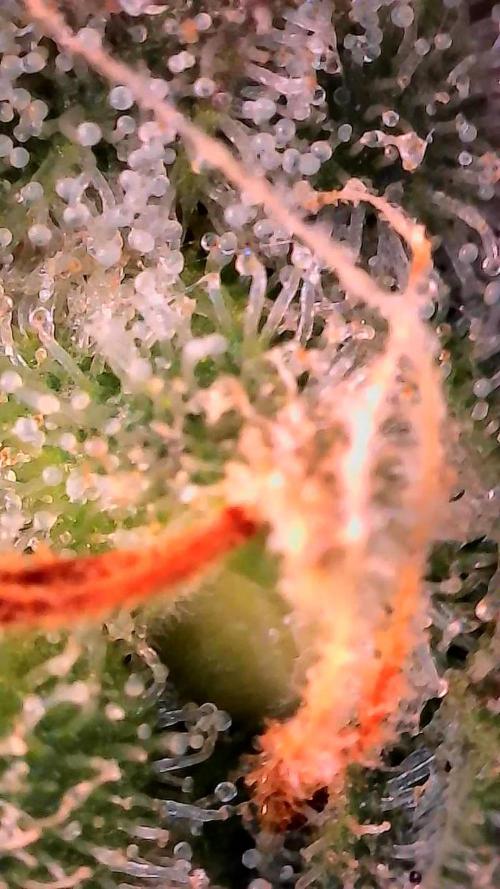 Paradise Pine(Paradise PunchxWTR). Week 13