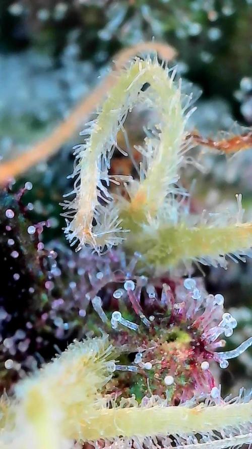 Paradise Pine(Paradise PunchxWTR). Week 14