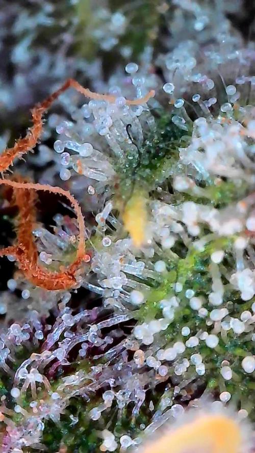 Paradise Pine(Paradise PunchxWTR). Week 14