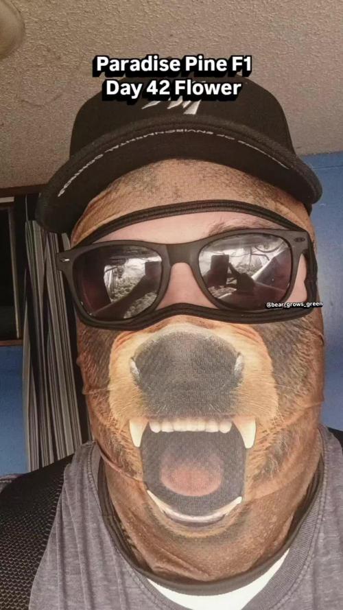 Paradise Pine(Paradise PunchxWTR)