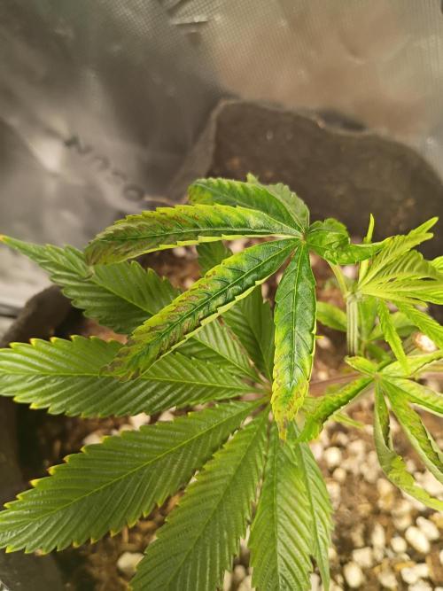 Paradise Pine Clones. Week 6