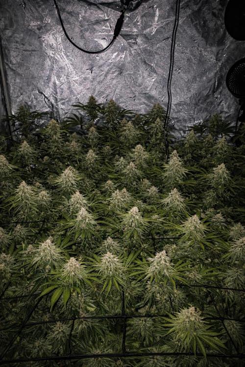 Paradise Pine(Paradise PunchxWTR). Week 14