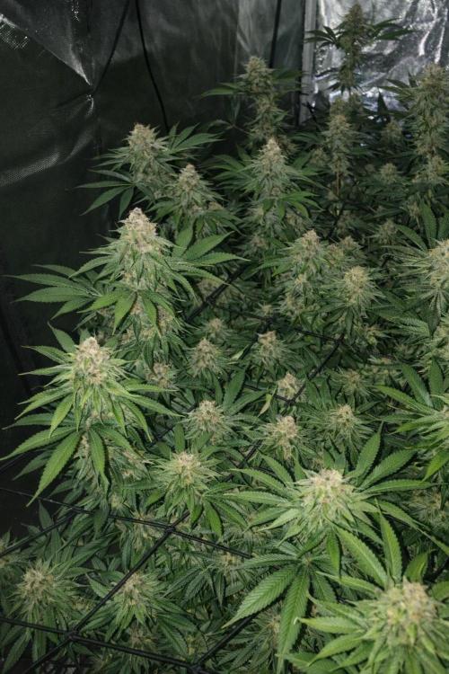 Paradise Pine(Paradise PunchxWTR). Week 14
