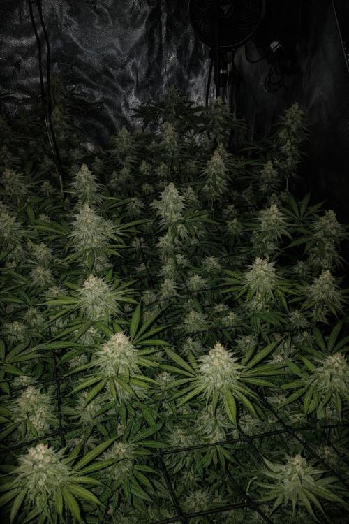 Paradise Pine(Paradise PunchxWTR). Week 14