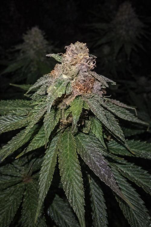 Paradise Pine(Paradise PunchxWTR). Week 14