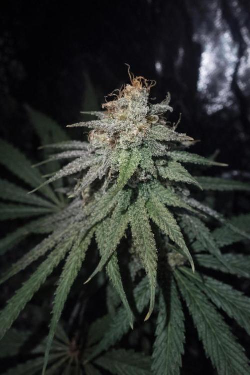 Paradise Pine(Paradise PunchxWTR). Week 14