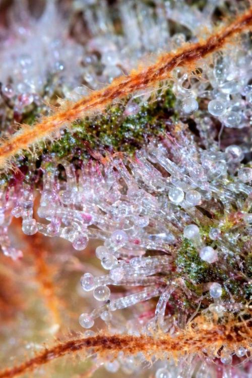Paradise Pine(Paradise PunchxWTR). Week 14