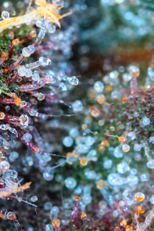 Paradise Pine(Paradise PunchxWTR). Week 14