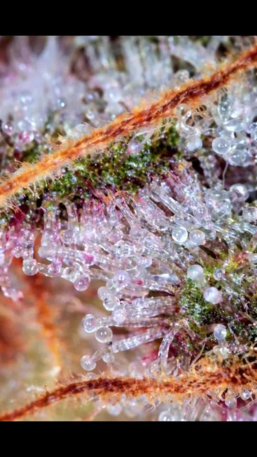 Paradise Pine(Paradise PunchxWTR)