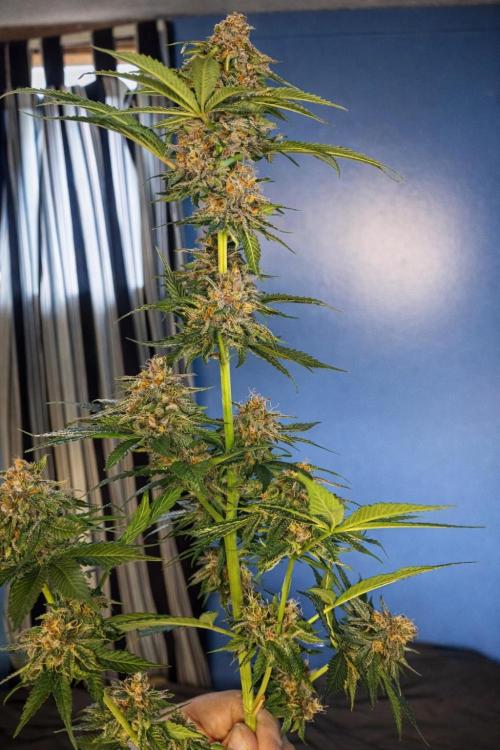Paradise Pine(Paradise PunchxWTR). Week 14