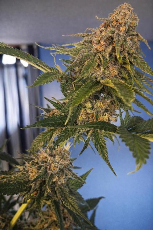 Paradise Pine(Paradise PunchxWTR). Week 14