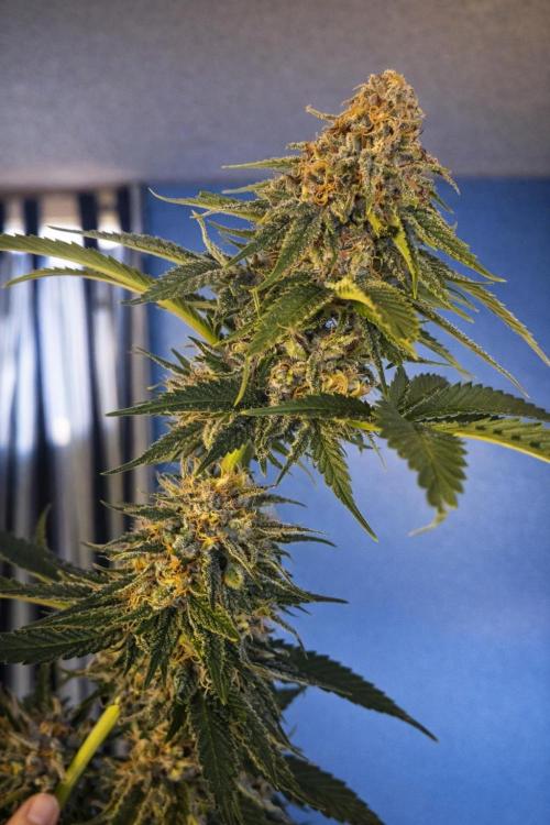 Paradise Pine(Paradise PunchxWTR). Week 14