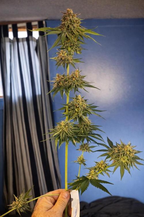 Paradise Pine(Paradise PunchxWTR). Week 14