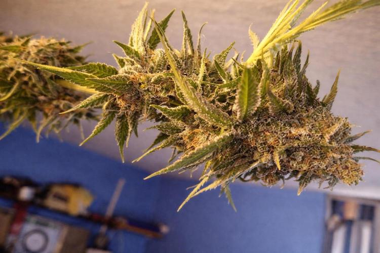Paradise Pine(Paradise PunchxWTR). Week 14