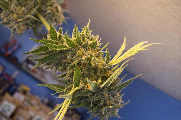 Paradise Pine(Paradise PunchxWTR). Week 14