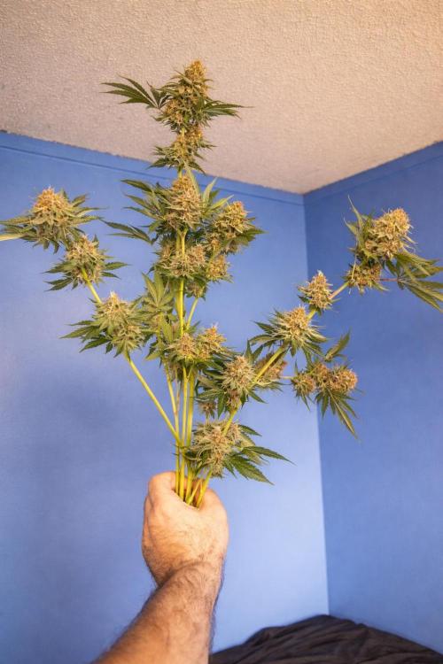 Paradise Pine(Paradise PunchxWTR). Week 14