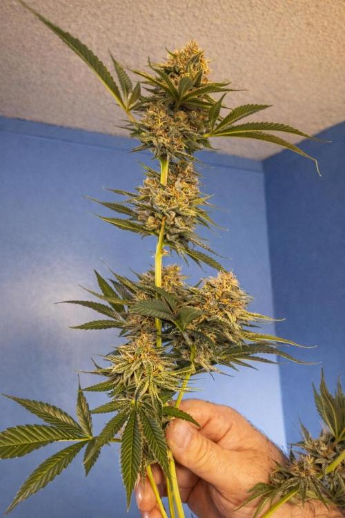 Paradise Pine(Paradise PunchxWTR). Week 14