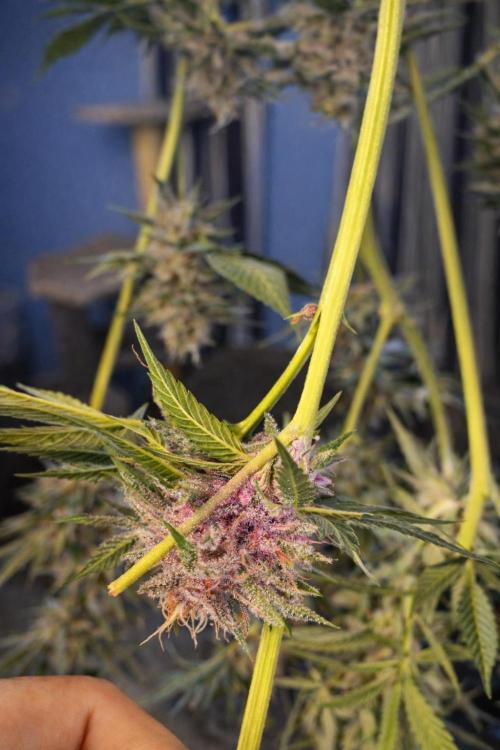 Paradise Pine(Paradise PunchxWTR). Week 14