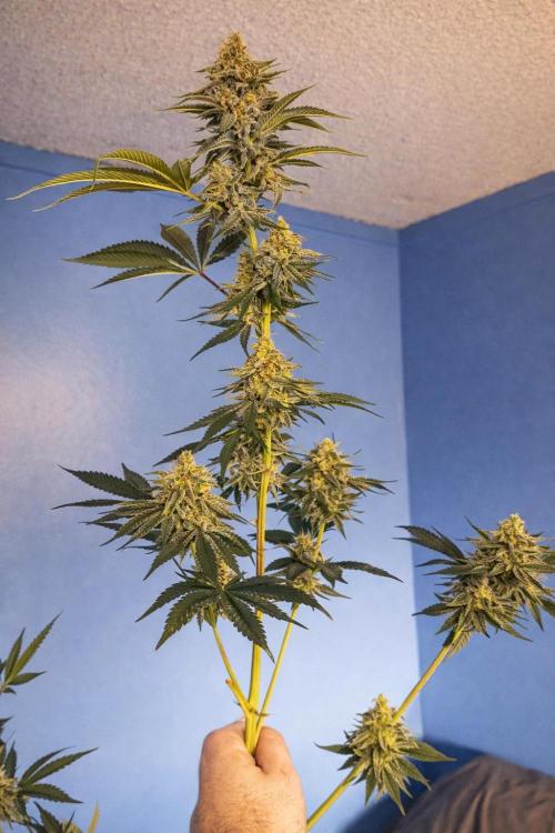 Paradise Pine(Paradise PunchxWTR). Week 14