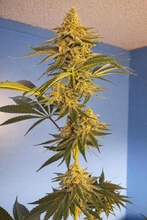 Paradise Pine(Paradise PunchxWTR). Week 14
