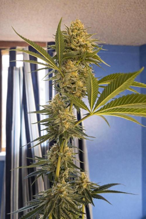 Paradise Pine . Week 14