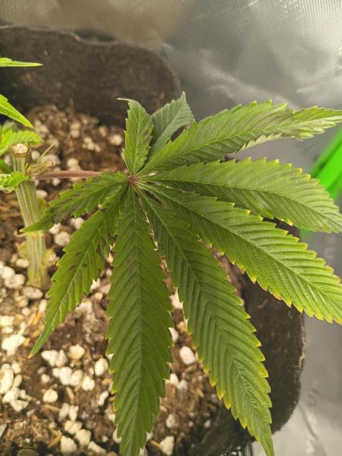 Paradise Pine Clones. Week 7