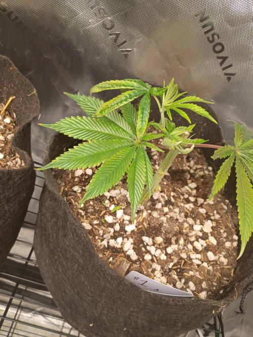 Paradise Pine Clones. Week 7