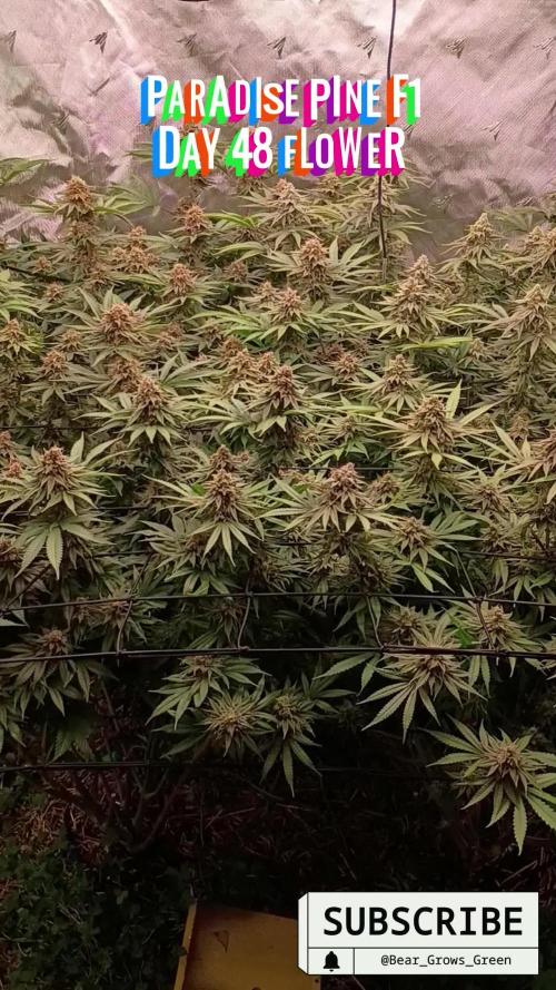 Paradise Pine(Paradise PunchxWTR)