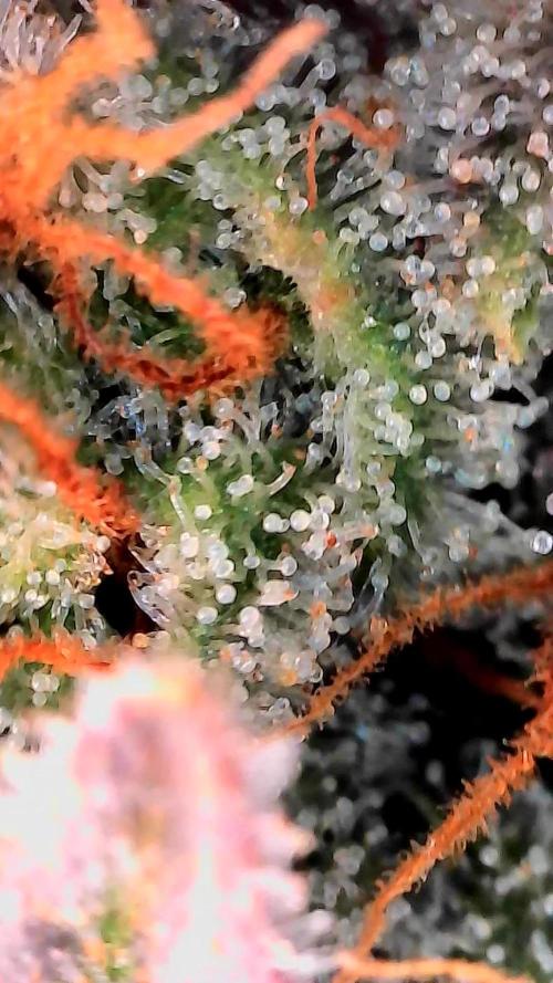 Paradise Pine(Paradise PunchxWTR). Week 15