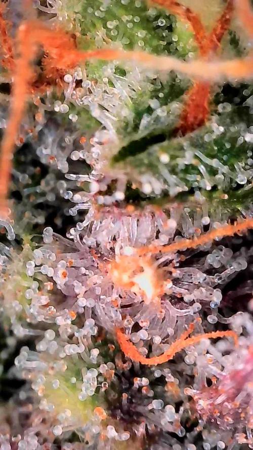 Paradise Pine(Paradise PunchxWTR). Week 15