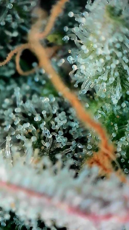 Paradise Pine(Paradise PunchxWTR). Week 15