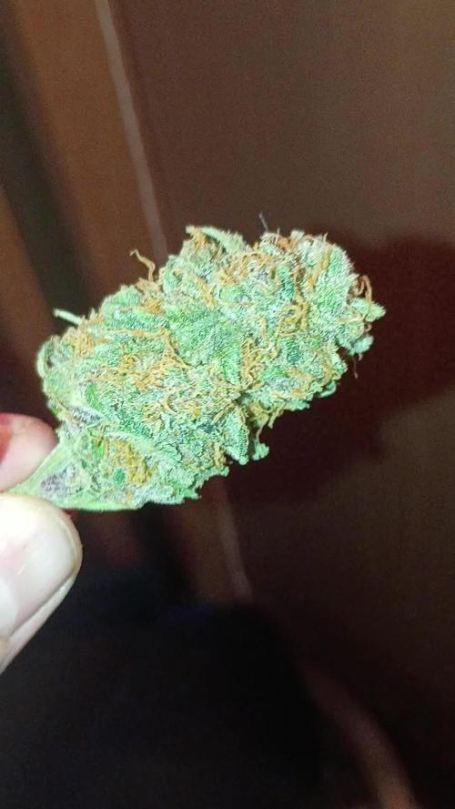Paradise Pine(Paradise PunchxWTR)