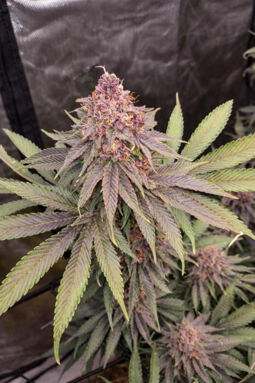 Paradise Pine(Paradise PunchxWTR). Week 15
