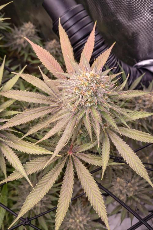 Paradise Pine(Paradise PunchxWTR). Week 15