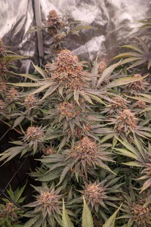 Paradise Pine(Paradise PunchxWTR). Week 15