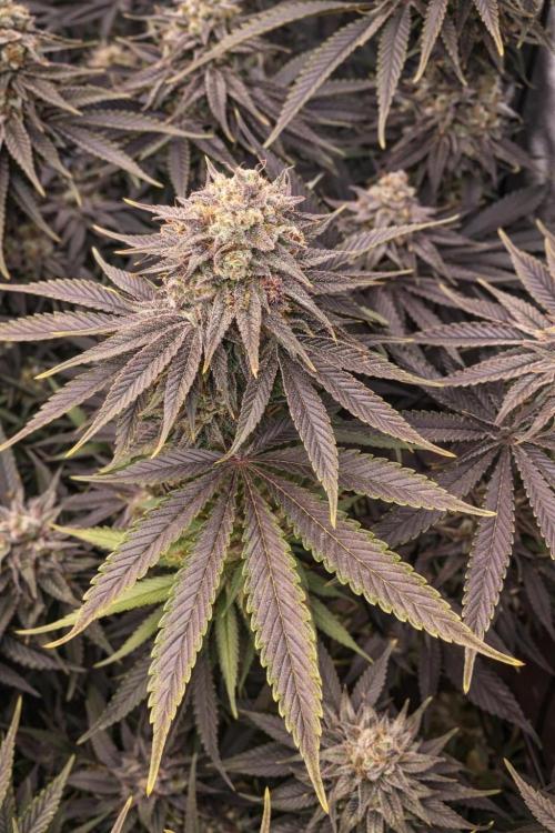 Paradise Pine(Paradise PunchxWTR). Week 15