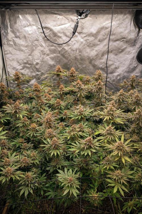 Paradise Pine . Week 15