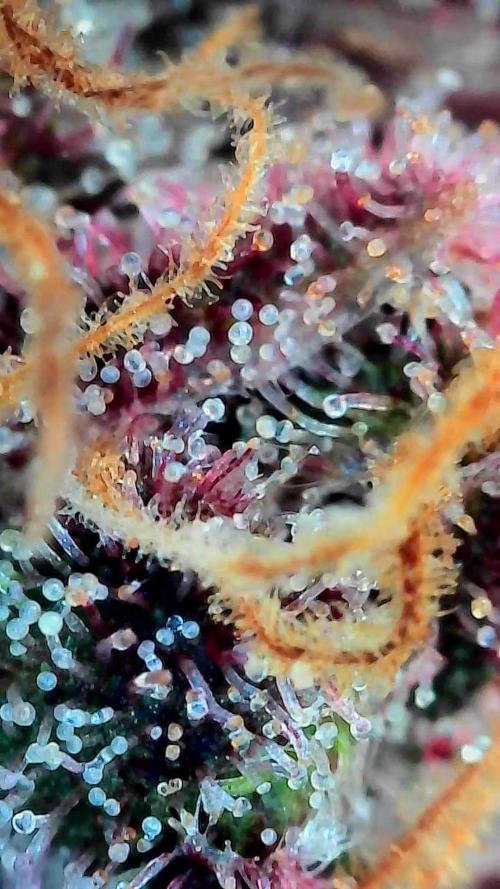 Paradise Pine(Paradise PunchxWTR). Week 16