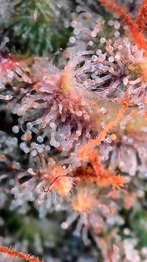 Paradise Pine(Paradise PunchxWTR). Week 16